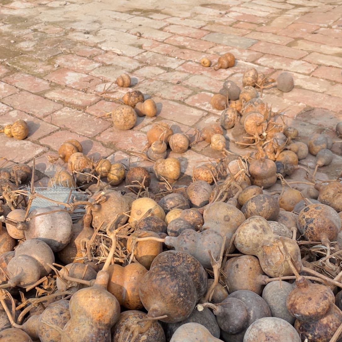 香榧木?****?葫芦葫芦