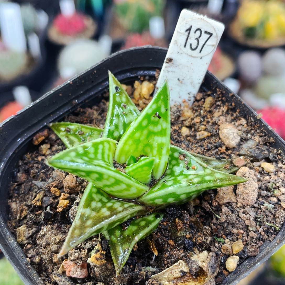 非偏远地区满25包邮仙人球