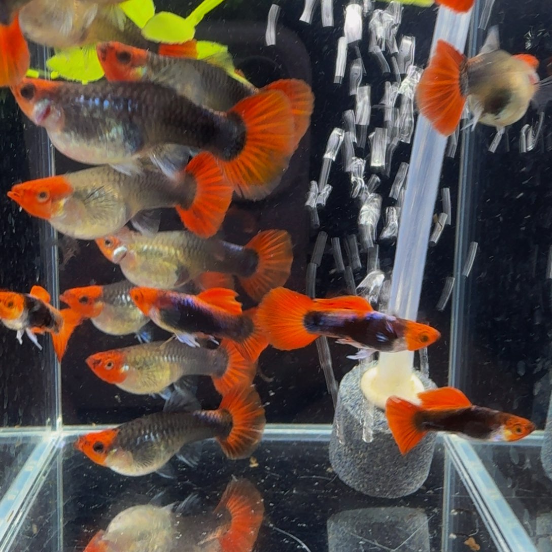 孔雀鱼深海蓝贵族2条1对