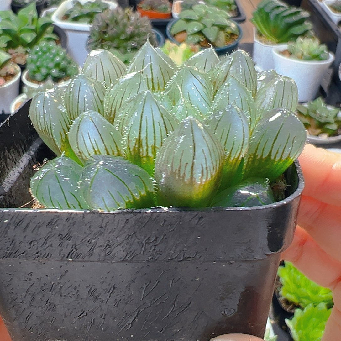 5202多肉植物一颗多肉