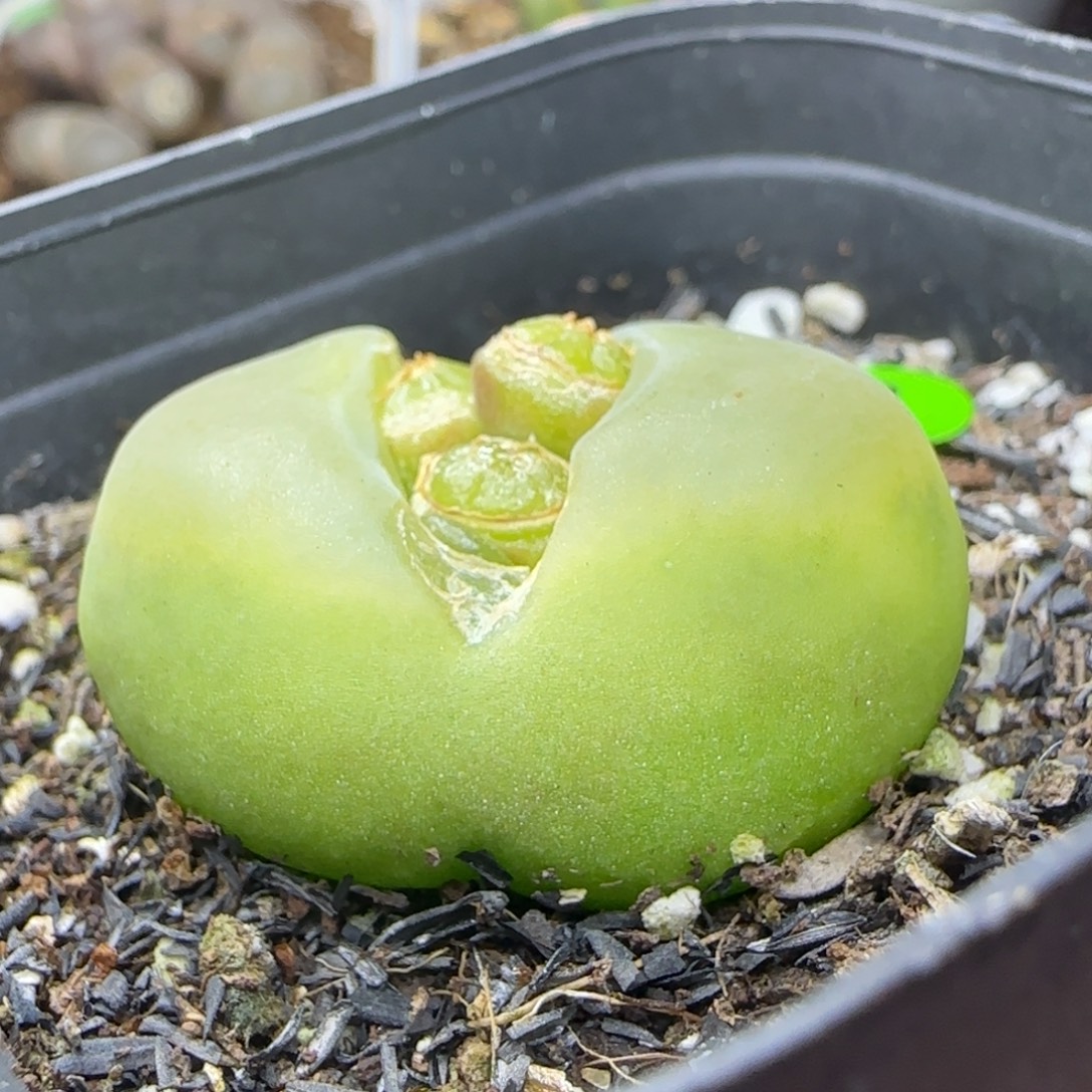 大绿毛3.5+多肉植物183