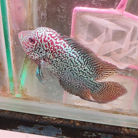 海水鱼2222222222222