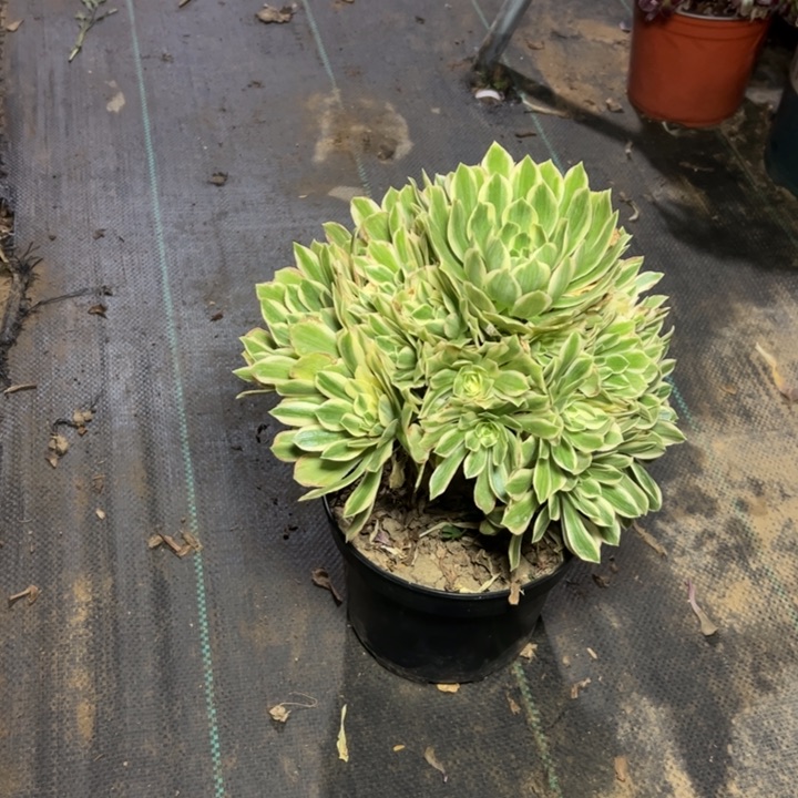 38多肉多肉多肉多肉多肉