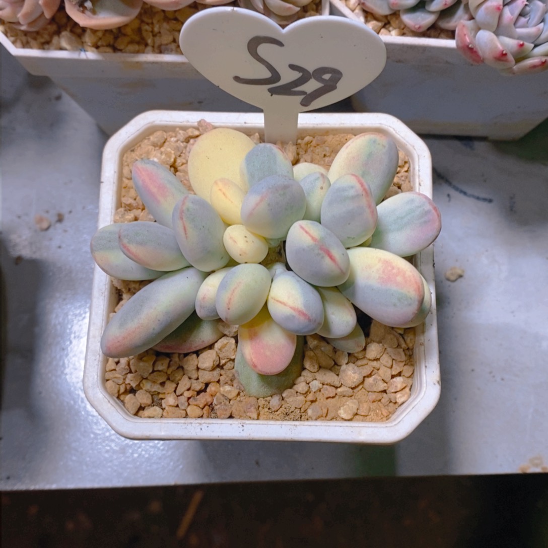 *️****乒乓福娘锦群