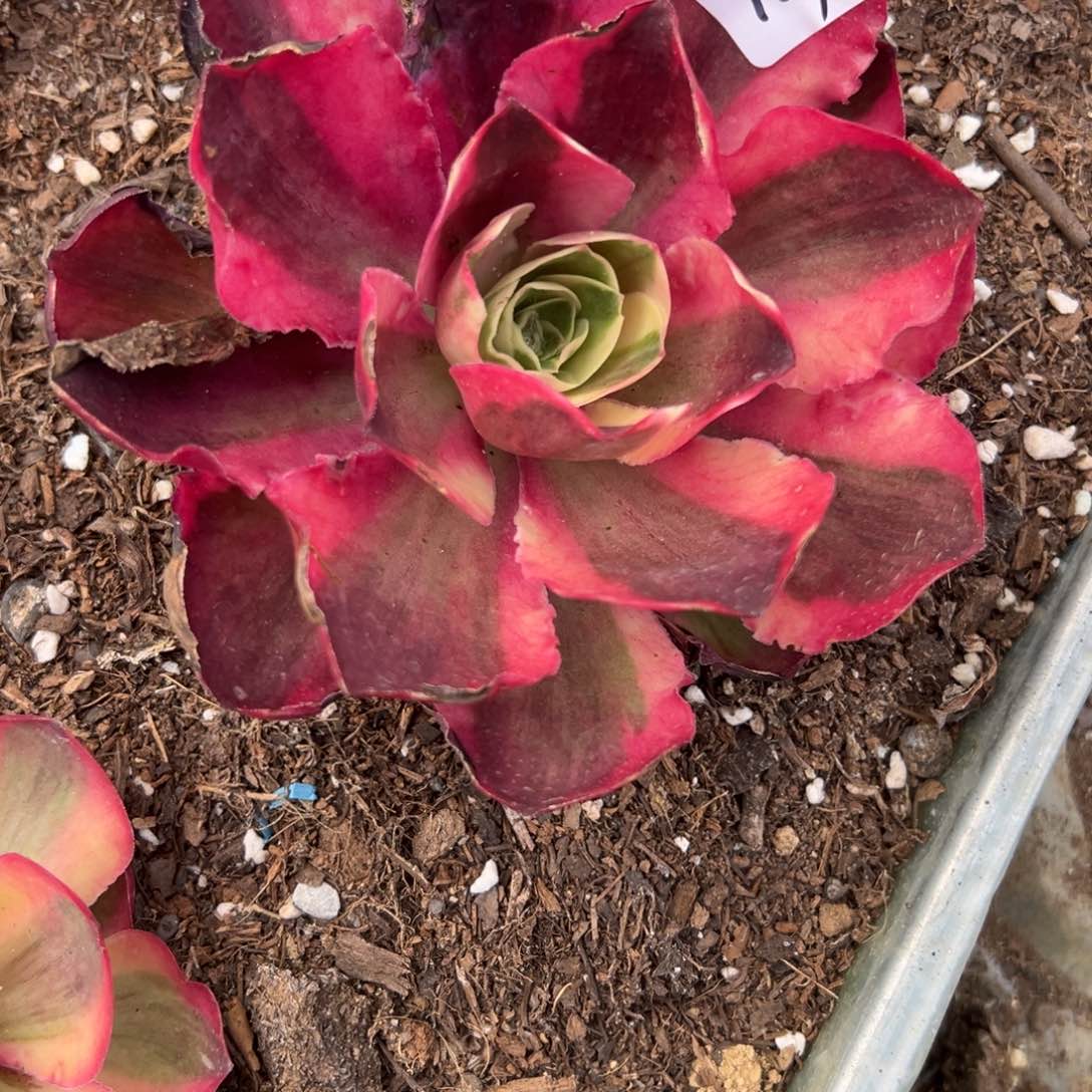 129如意多肉多肉多肉