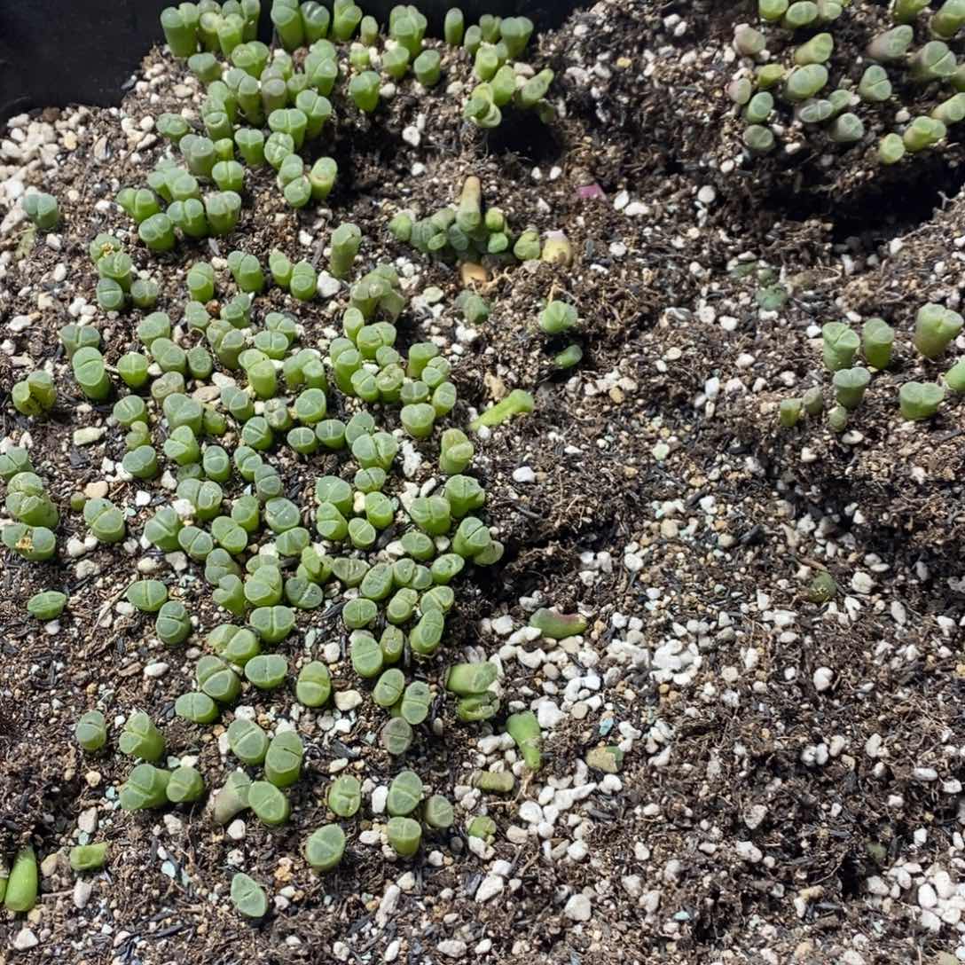 多肉蛋炒饭感谢您相伴548