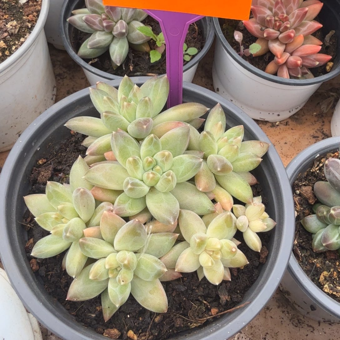 夏***朗多肉植物雨花石599