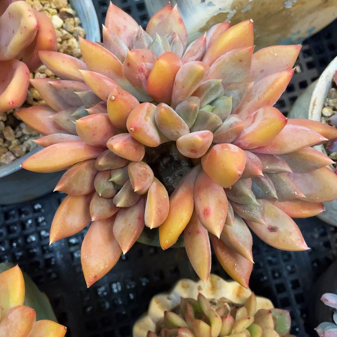 多肉植物一物一拍