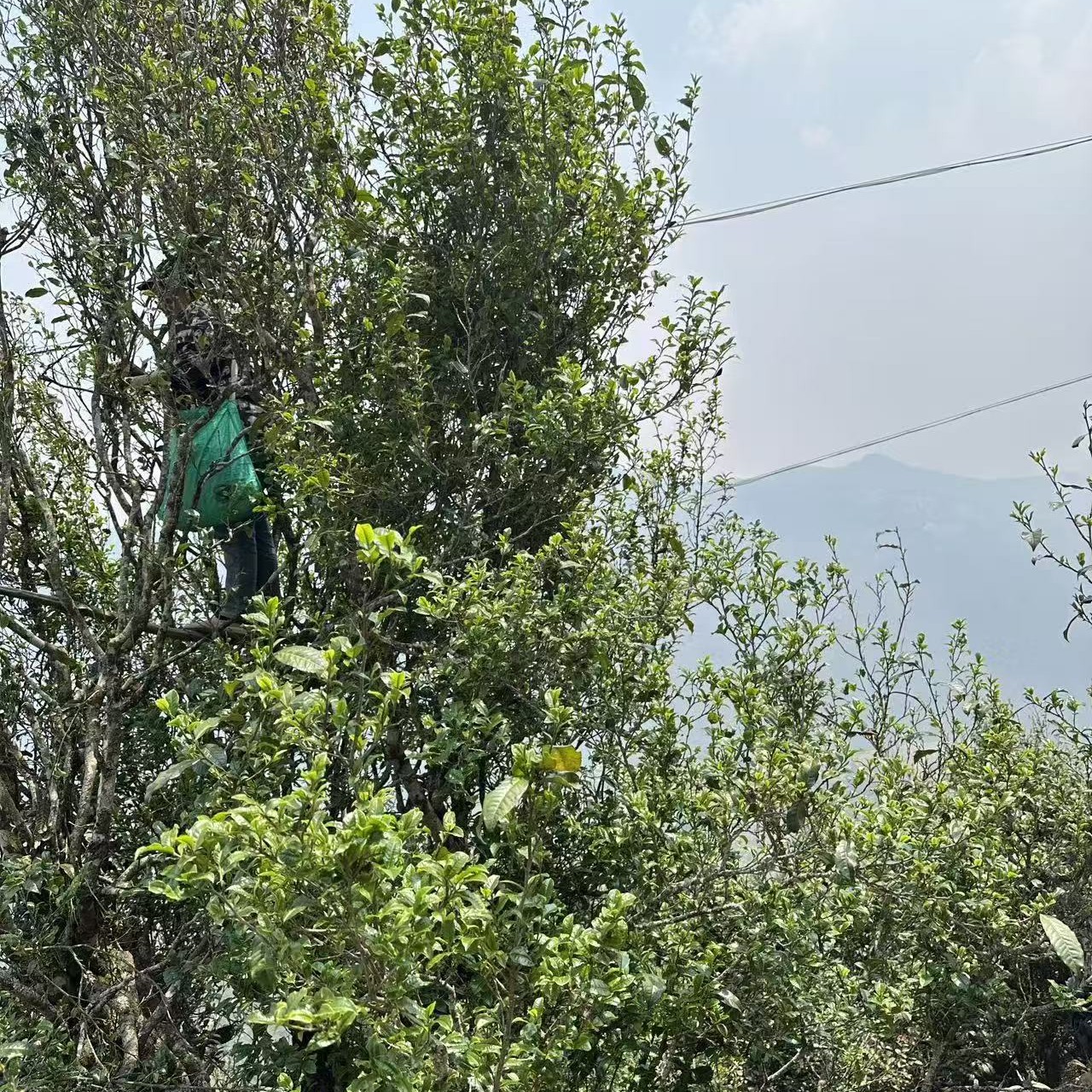 稀有紫芽古树普洱茶生茶散茶200克