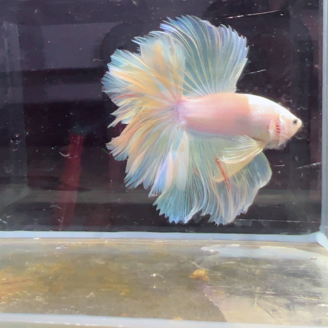 斗鱼浅色特殊尾hhhh