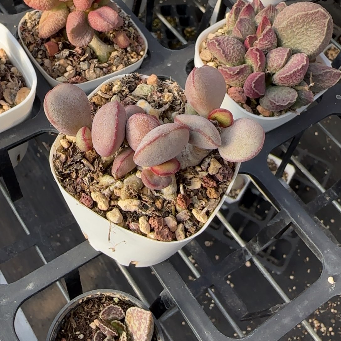 白肌红蛋多肉水泡植物