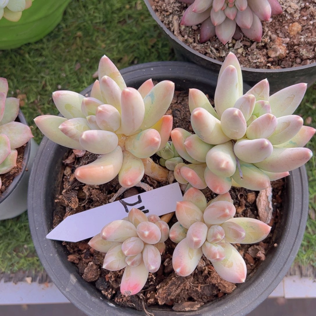 香玉的故事是一个人的故事