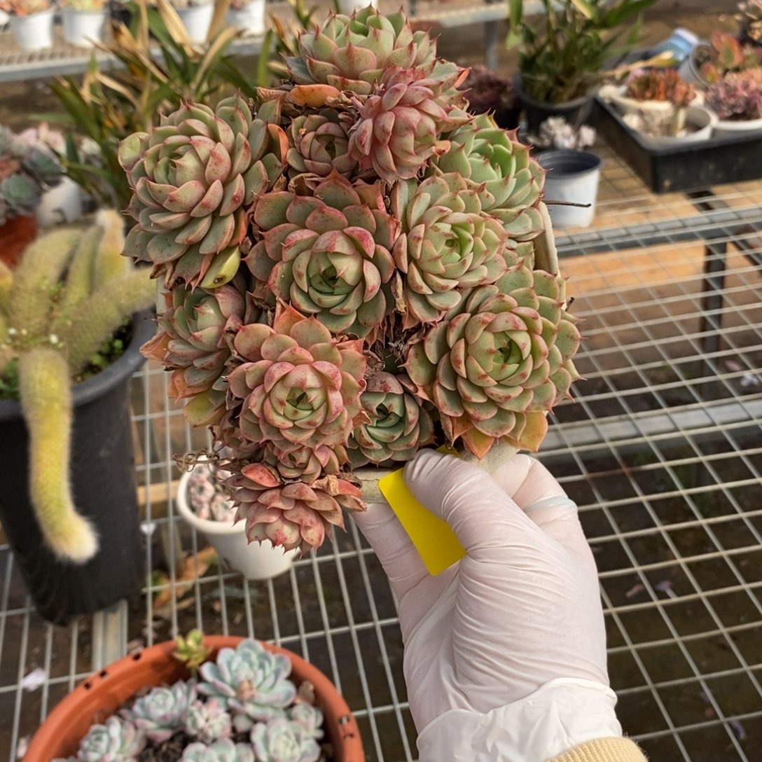 117笨吧蒂斯一物一拍