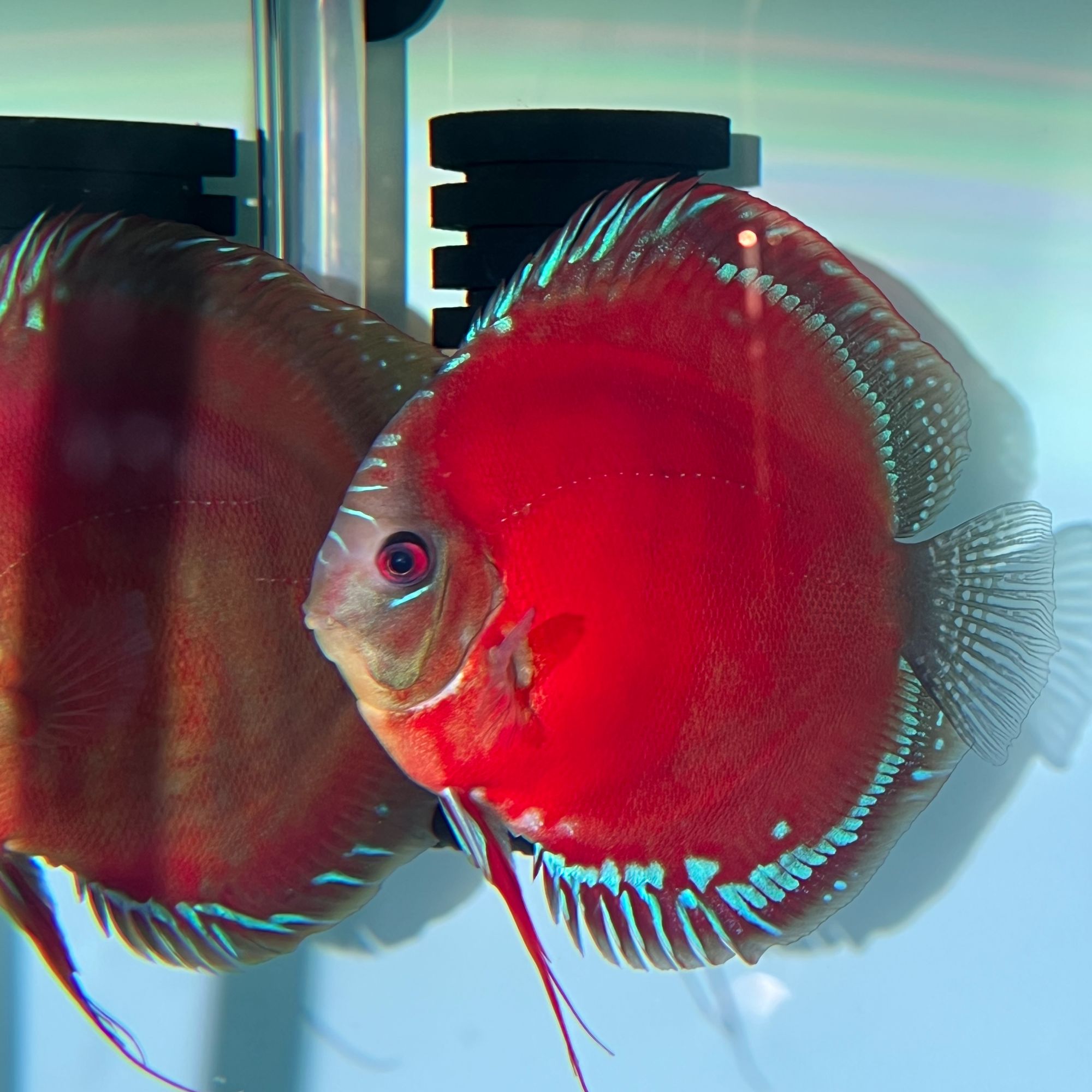 七彩神仙鱼随机改价链接