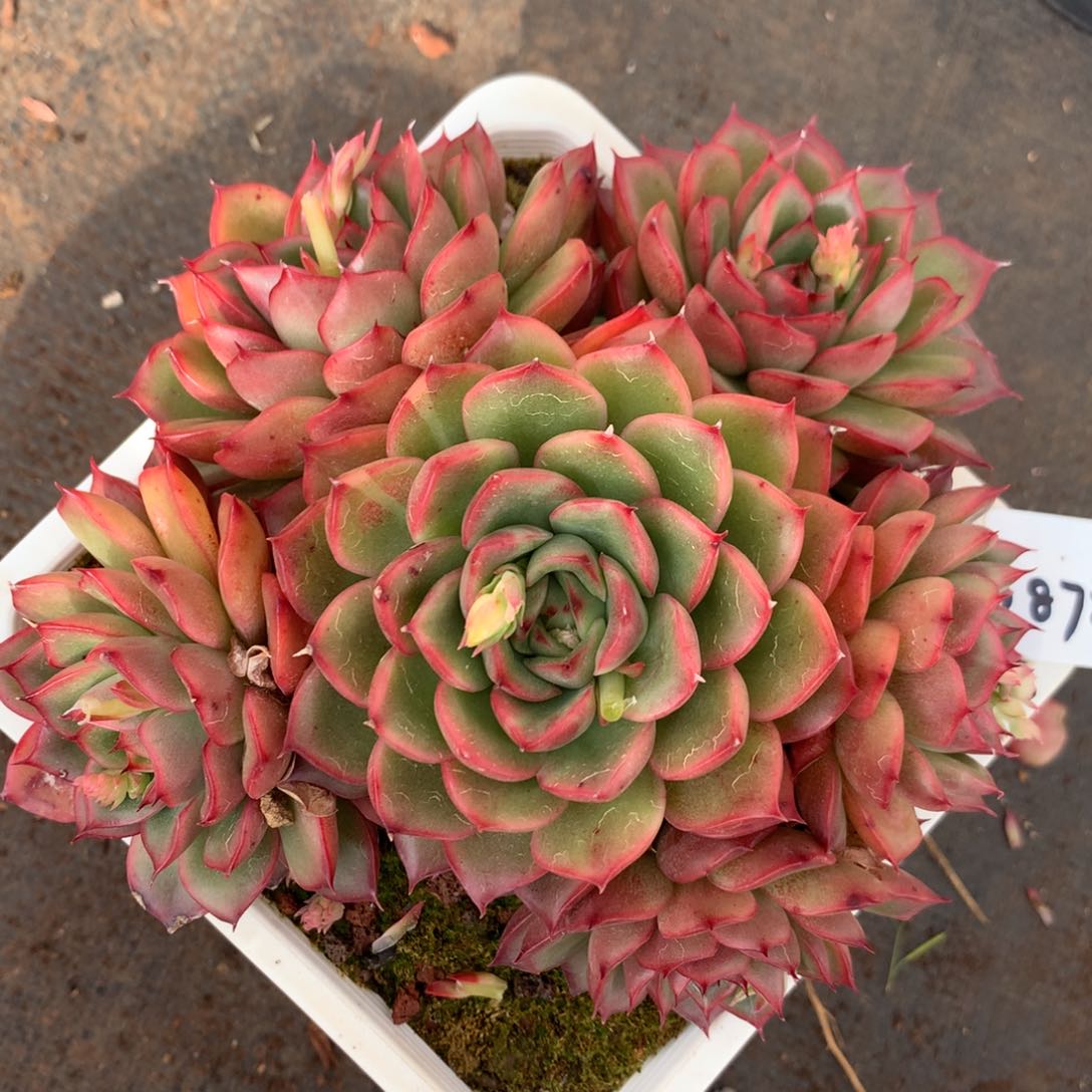 1872杂交多肉老桩