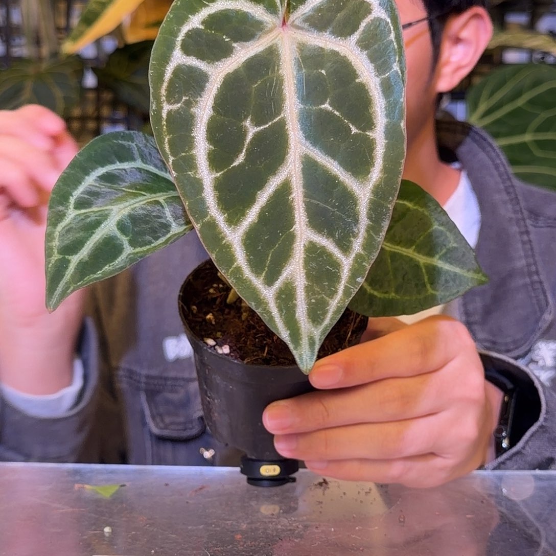 完全开放F685SKG灰杂红水晶