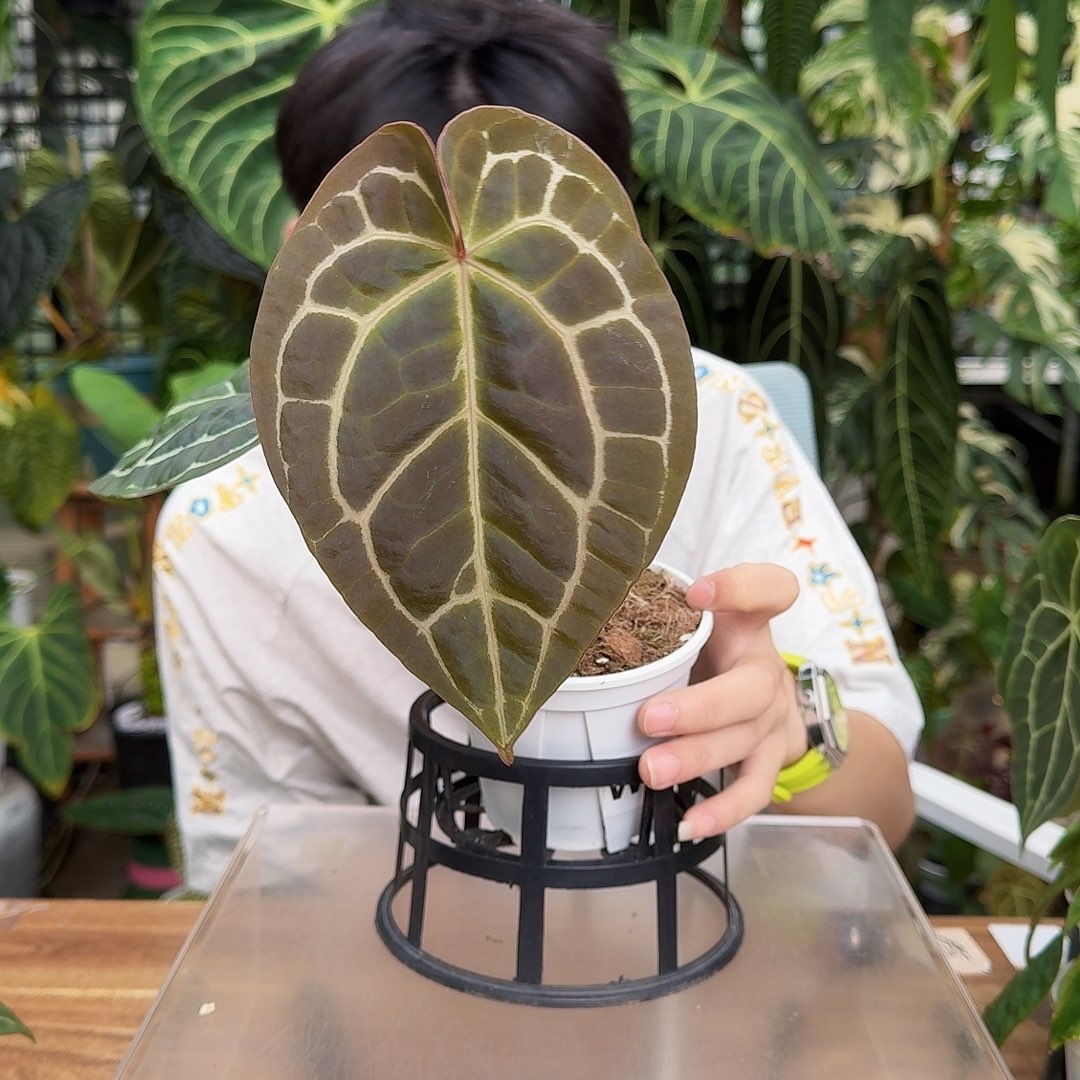 完全开放S98南美小钻石杂红水晶