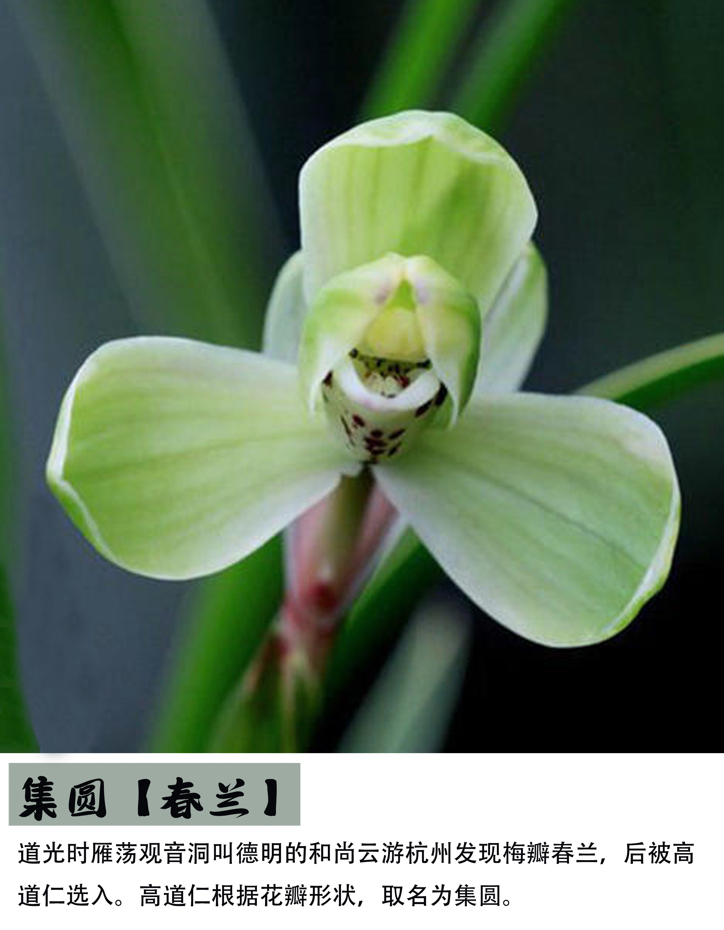 【带花苞】春兰老品种四大天王之一“集园”兰花