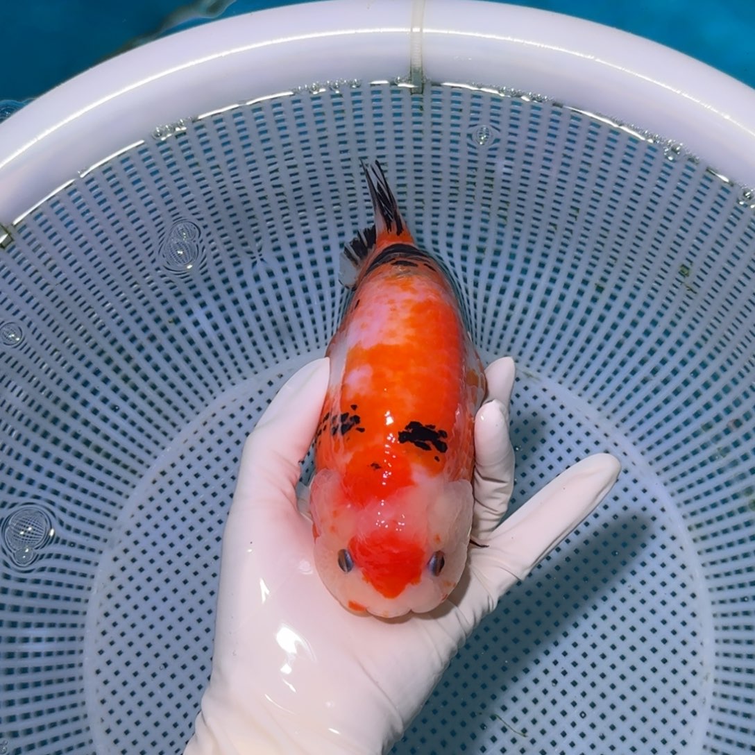 金鱼类不分公母16