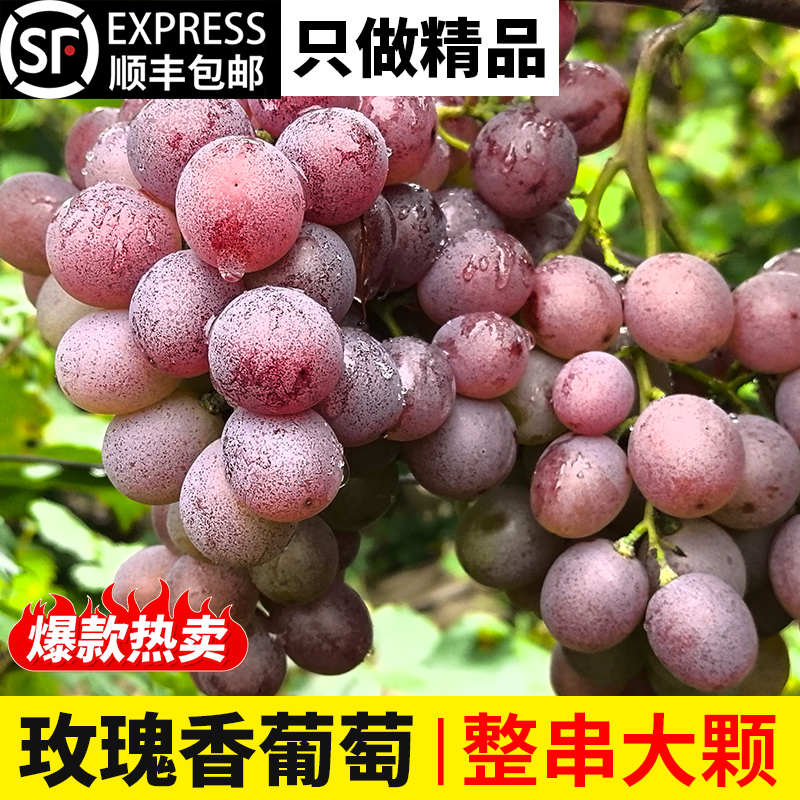 自然成熟经典老树玫瑰香葡萄儿时味道包邮当季新鲜水果