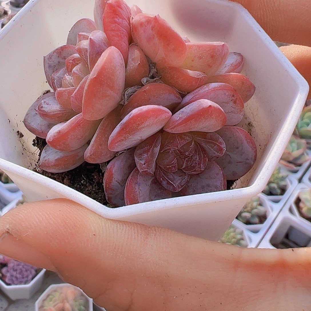 粉星星珍妮群19包邮