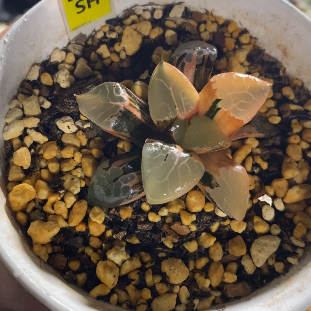 24火凤凰十二卷多肉植物