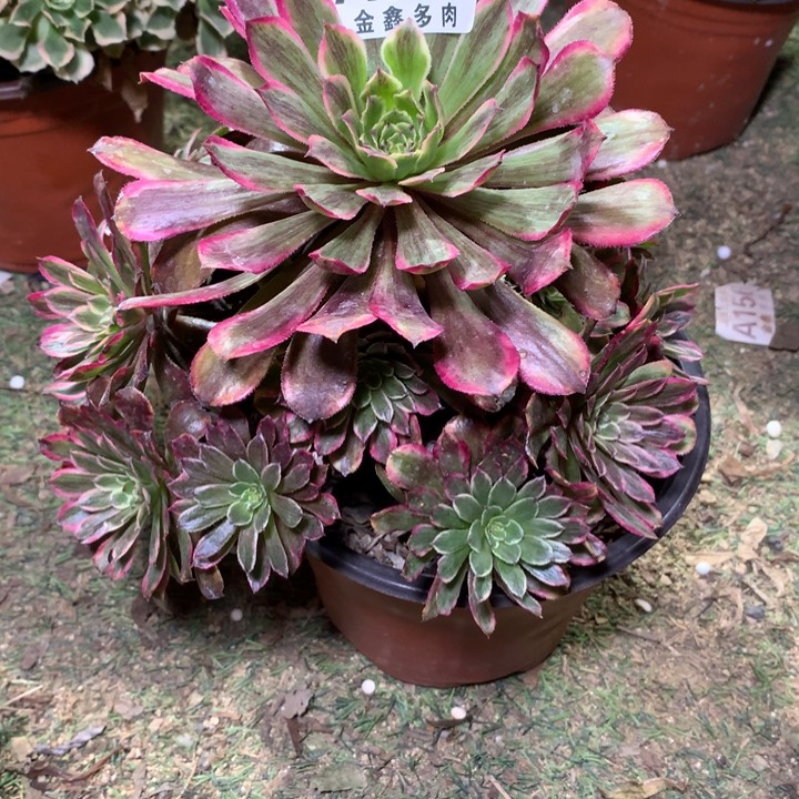 825多肉植物一物一拍