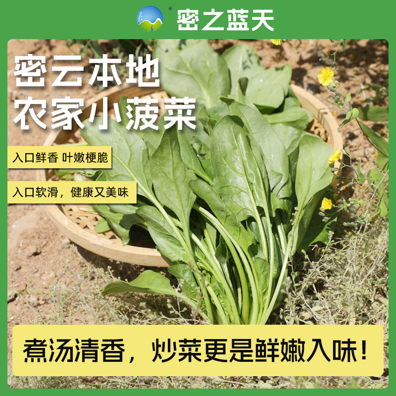 【小波菜】密之蓝天密云本地农家种植新鲜现拔小菠菜250g菠菜