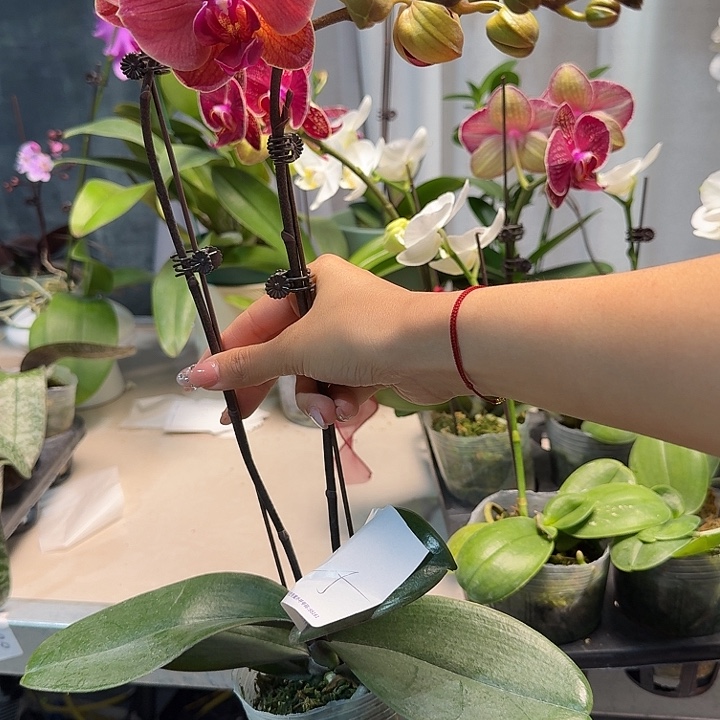 敏****大部分开放少量花苞625