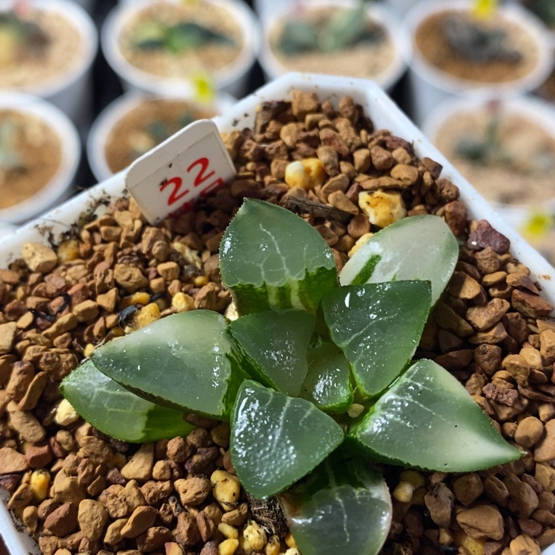 22木叶克十二卷多肉植物