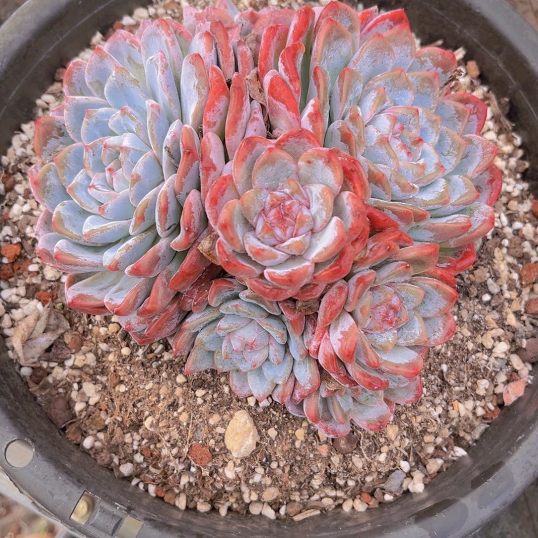 冰娃娃17公分99988888