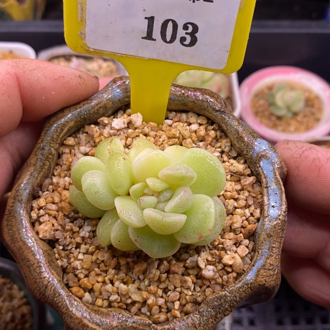 浠***贝1103冰玉石化带锦福利