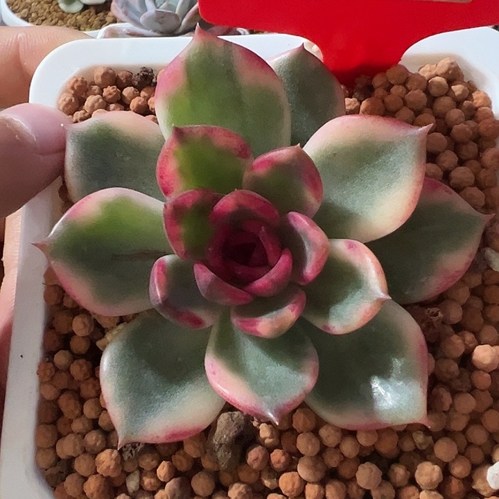 5038号火焰玫瑰锦多肉