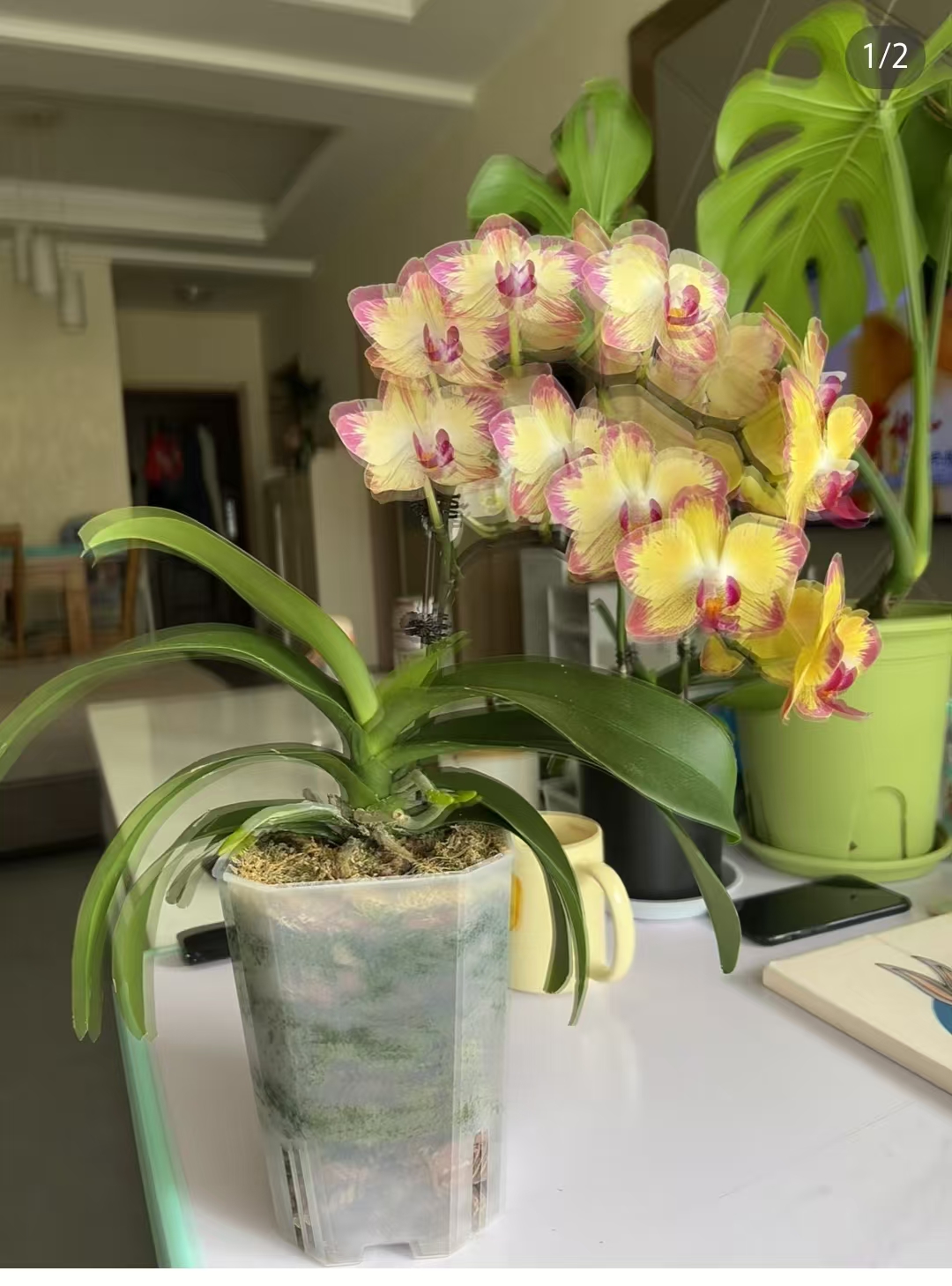 双剑【爸爸加油2.8杯】没有开花