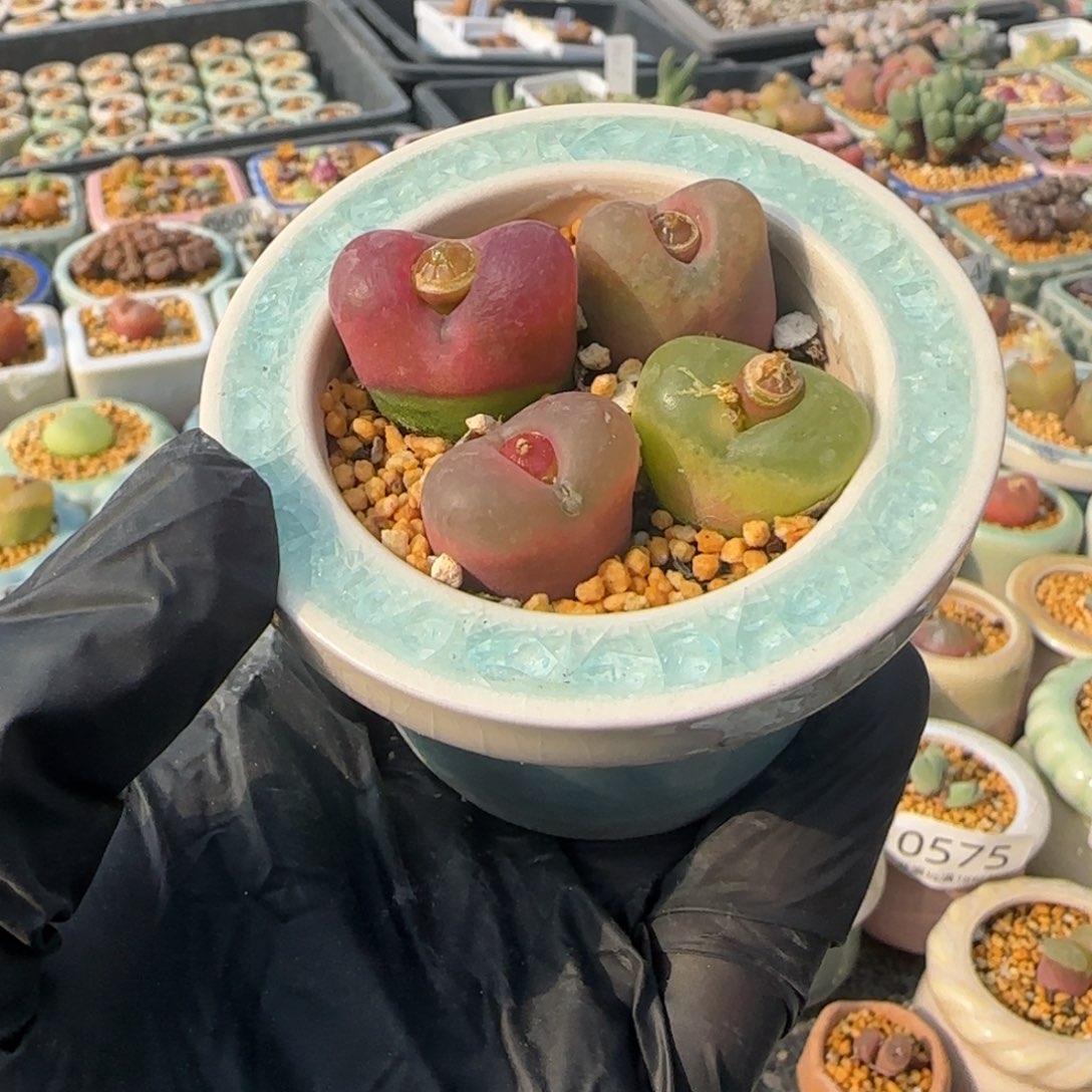 0779--一物一拍 带盆