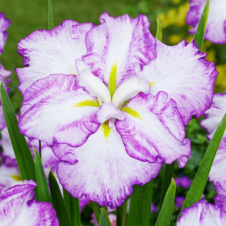 花菖蒲 日本进口品种 现挖，一大丛