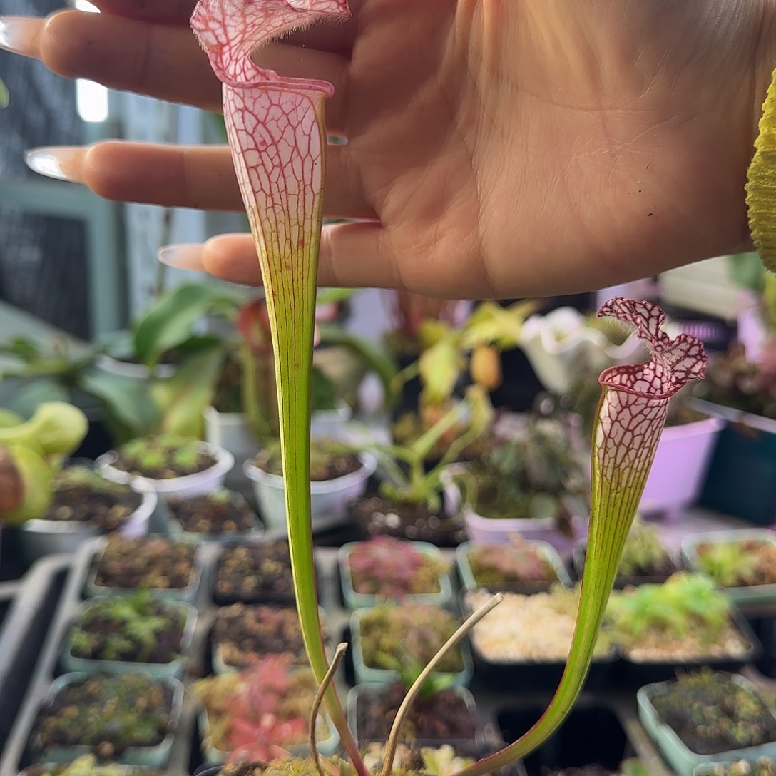 无花朵樱落瓶子草