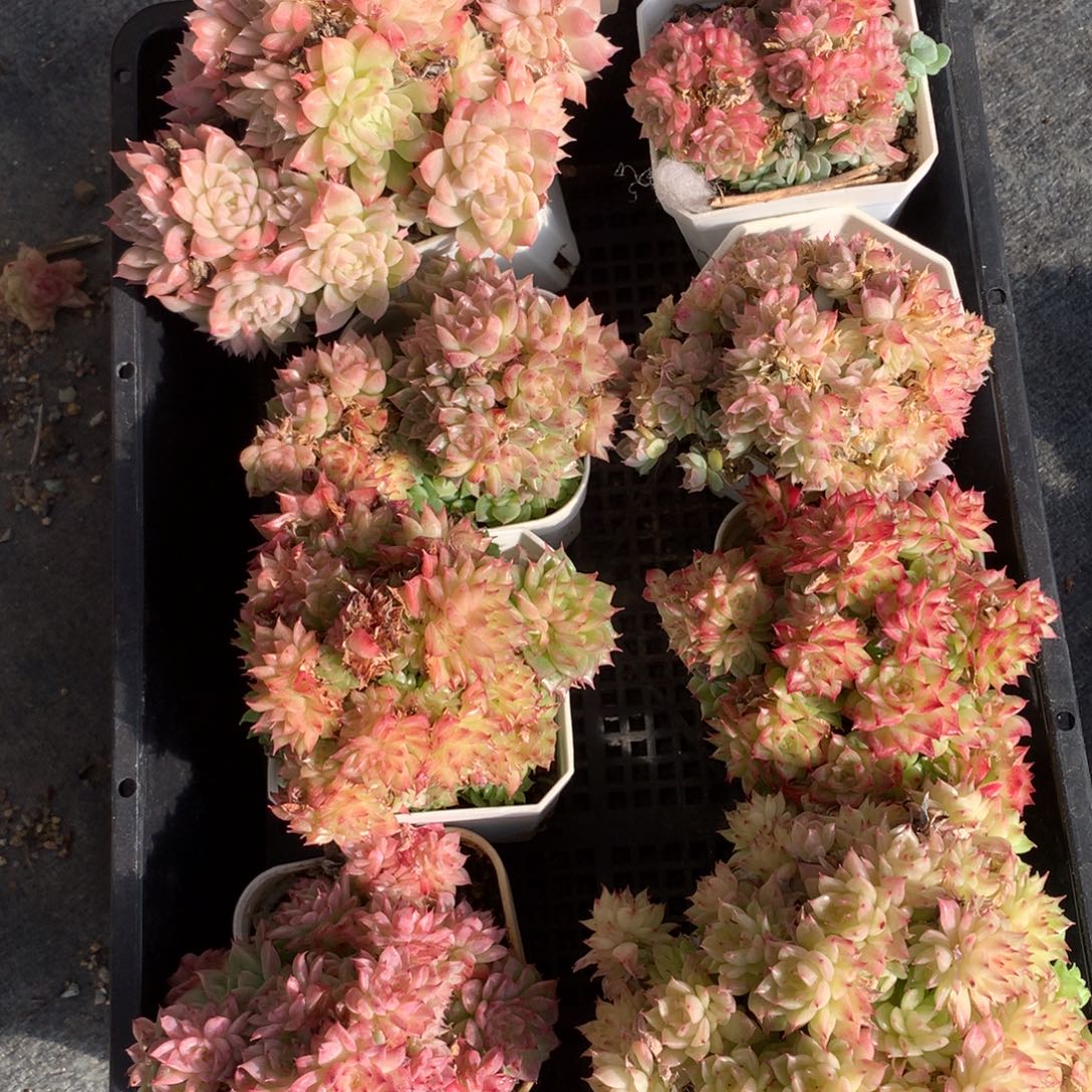 可***x1204-101 套餐一组