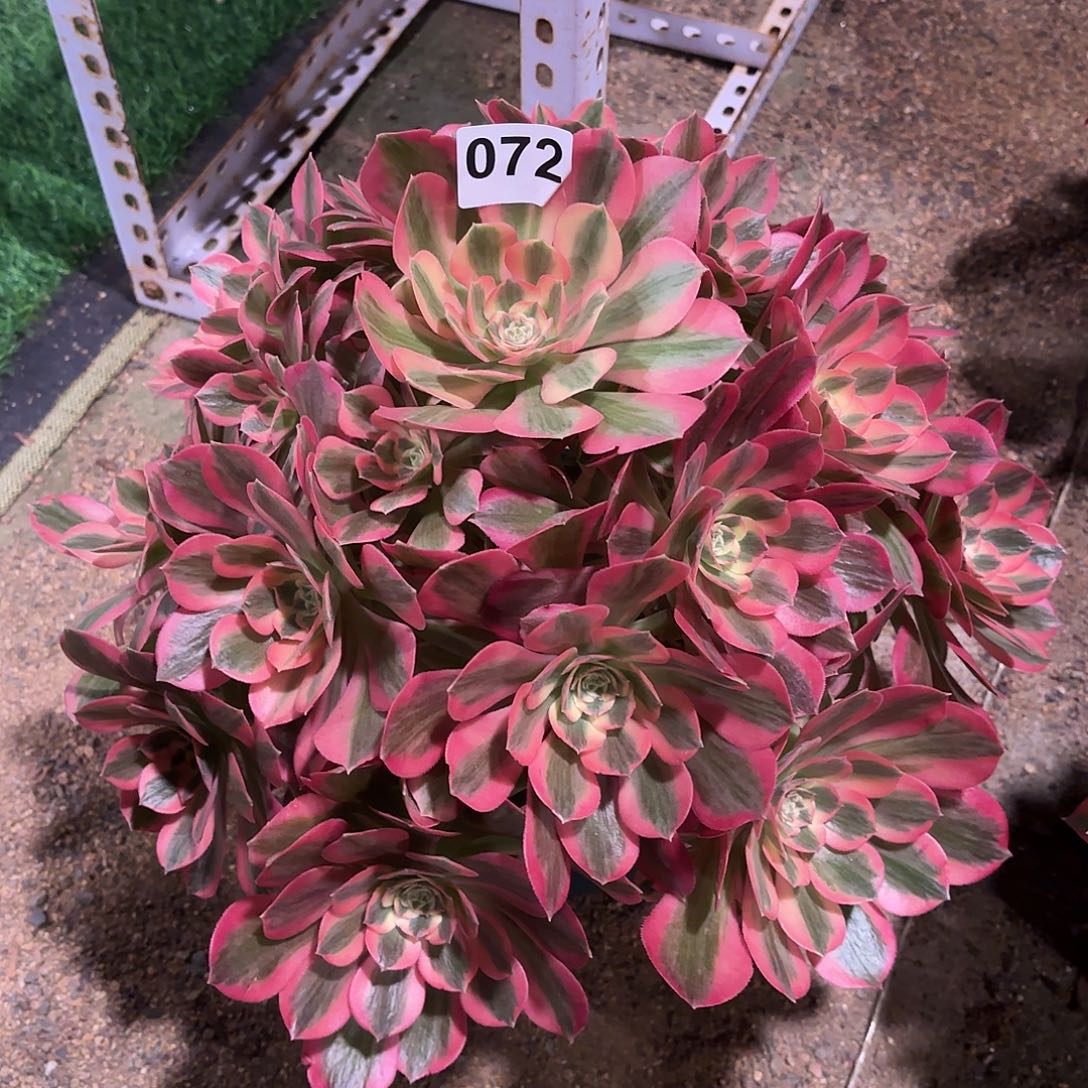 多肉法师粉女郎072