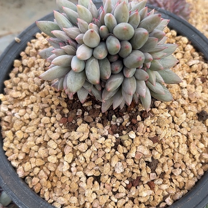 红蜻蜓群生缀化多肉