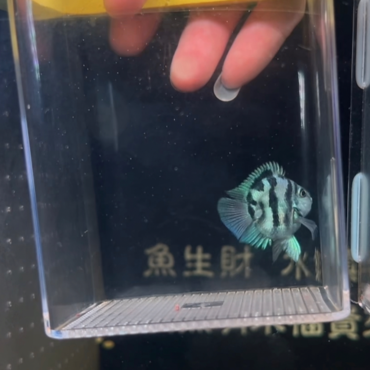 宝蓝一条 (无开箱视频不予报损)