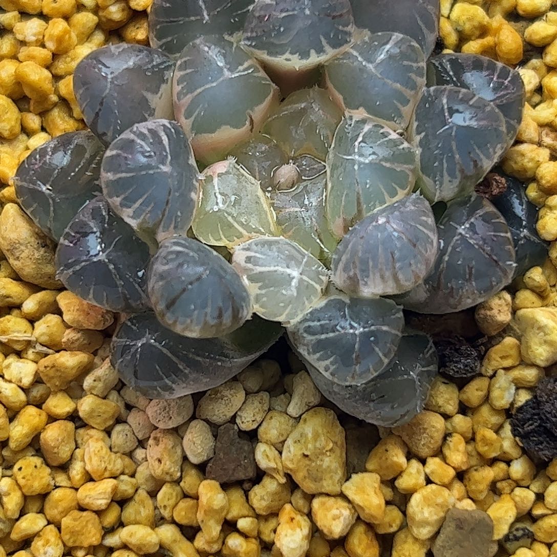 糊斑变异十二卷多肉植物