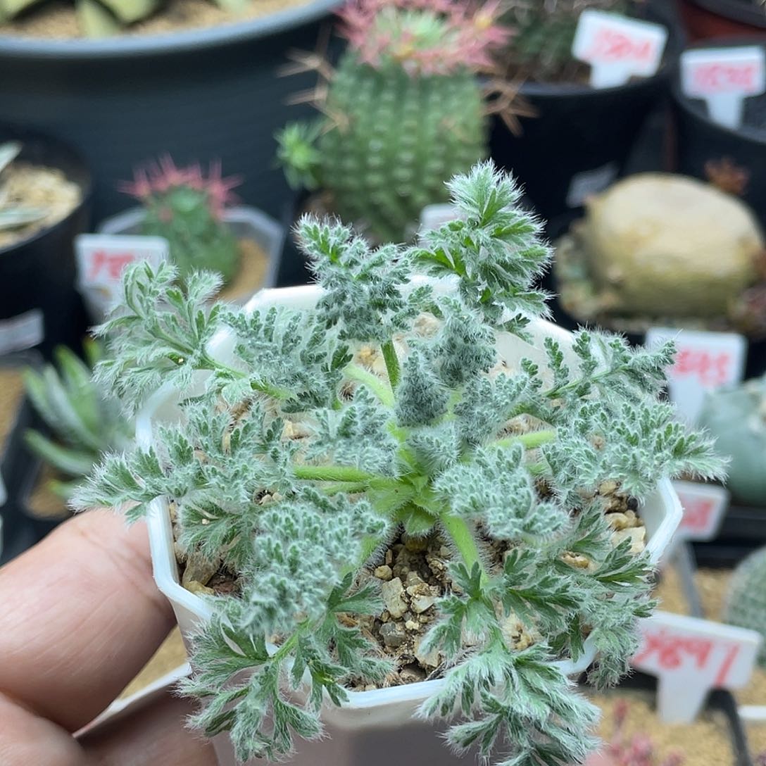 实生羽叶洋葵 致远多肉植物