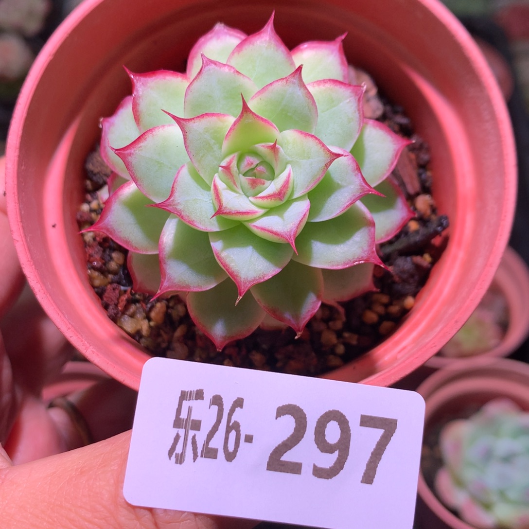 乐然26-297 女王玫瑰 