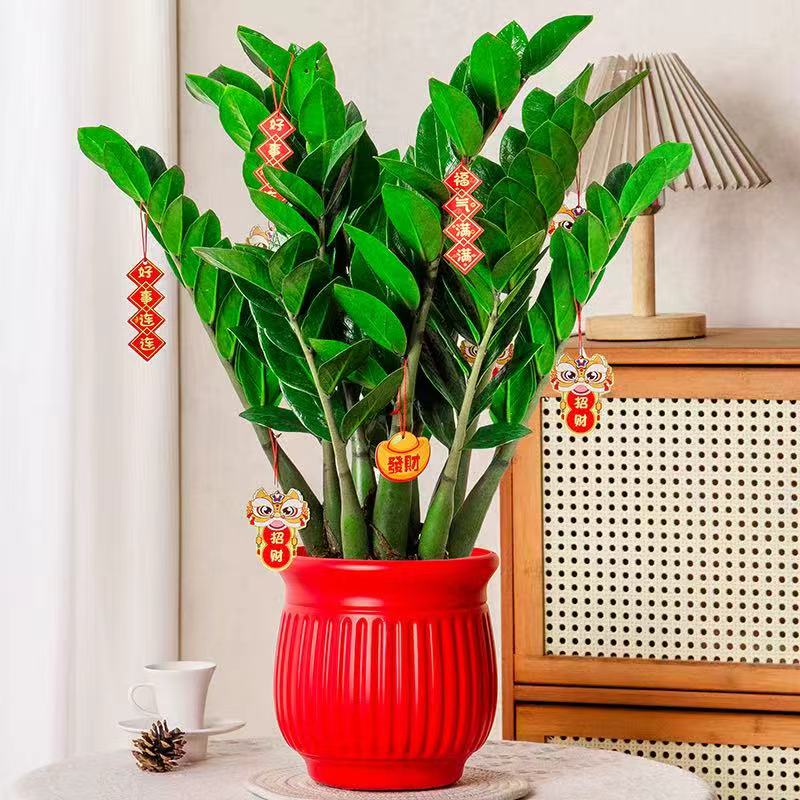 金钱树钱串子绿植室内客厅盆栽耐旱植物四季常青好养活