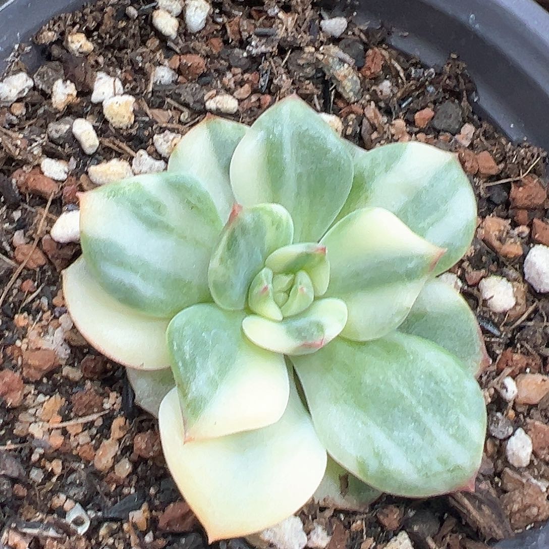 三文鱼锦 小方花圃一单包邮非偏远