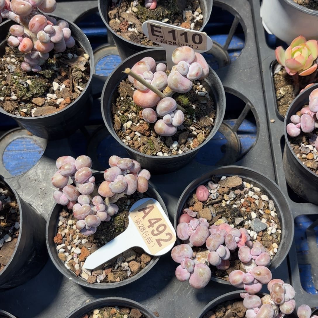 智***流E100腰子蛋一物一拍