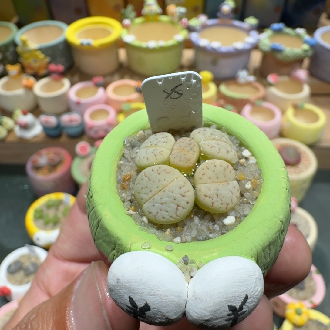 蘑菇1220曲玉多肉植物