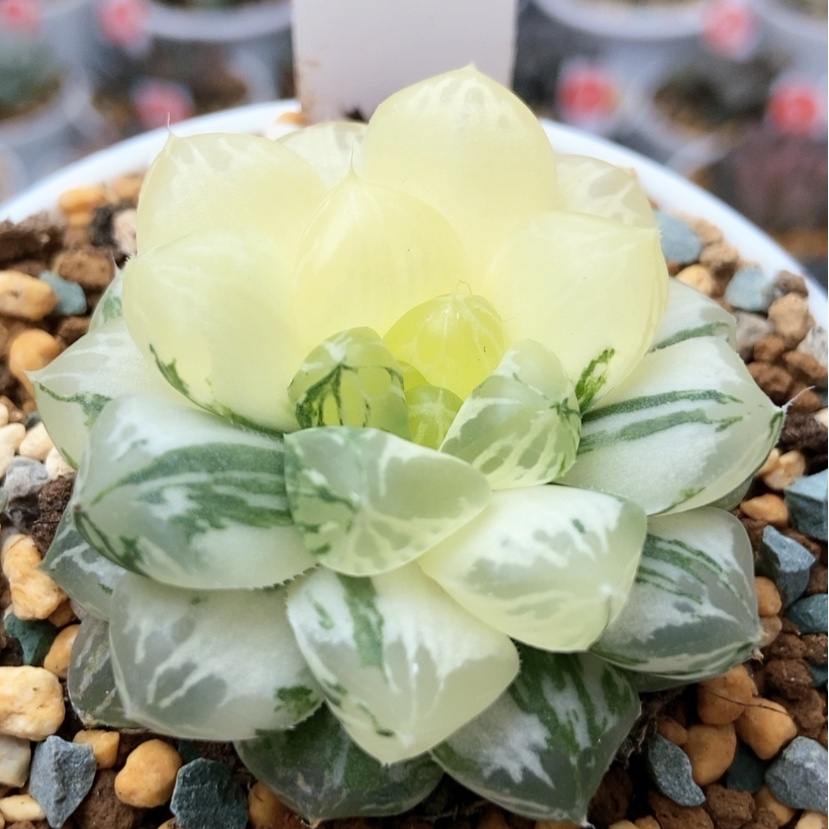 【闪购商品】玛琳61