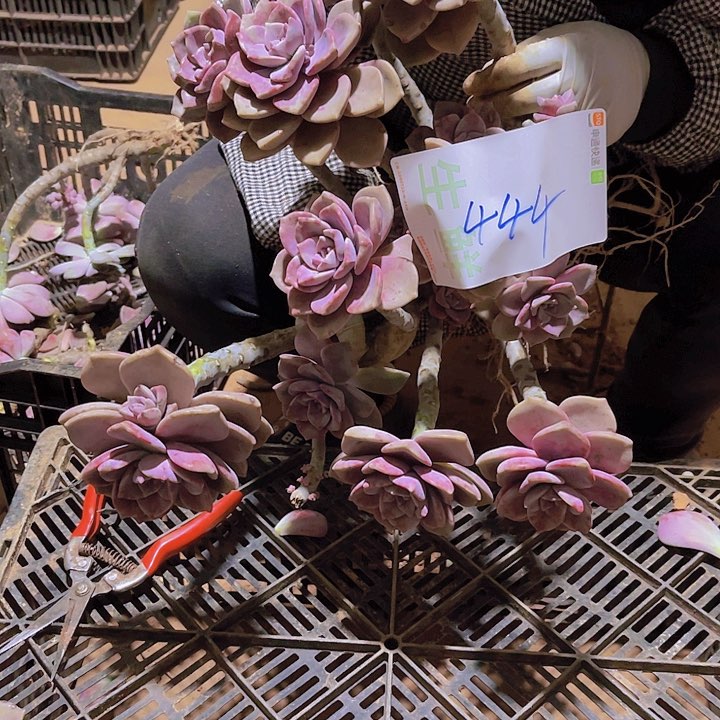 J**姐紫乐一无一拍多肉444